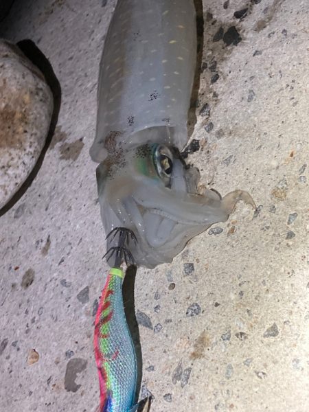 潮止まりエギングみ