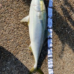 久しぶりの青物