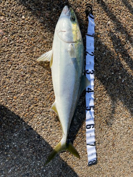 久しぶりの青物