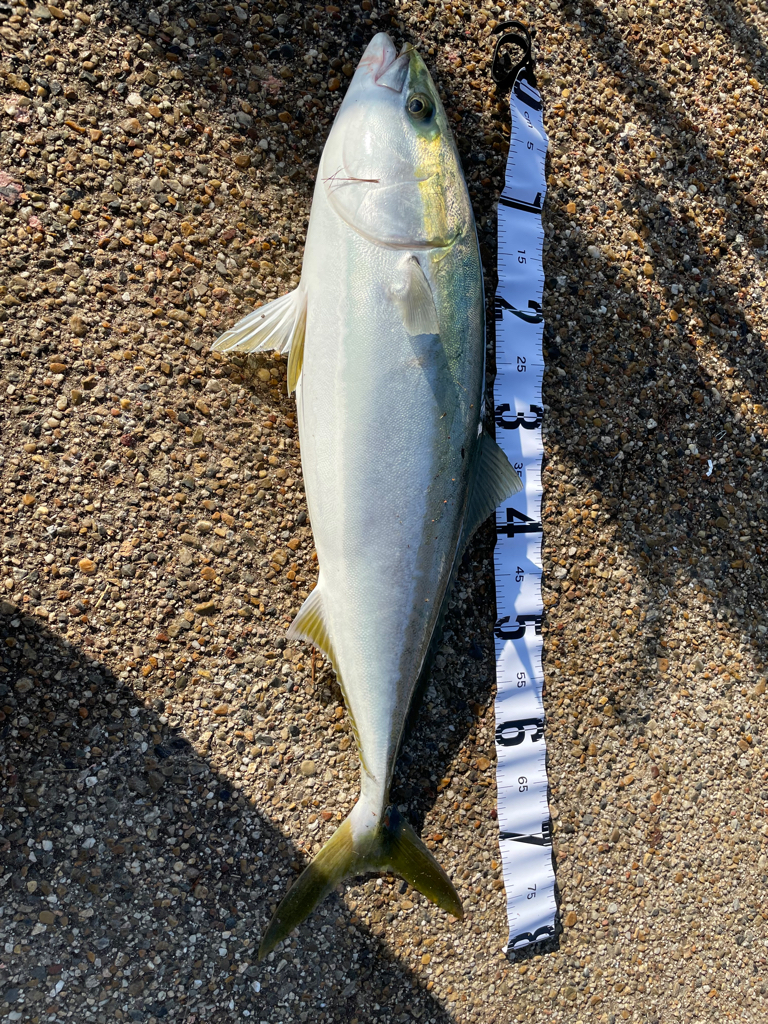 久しぶりの青物