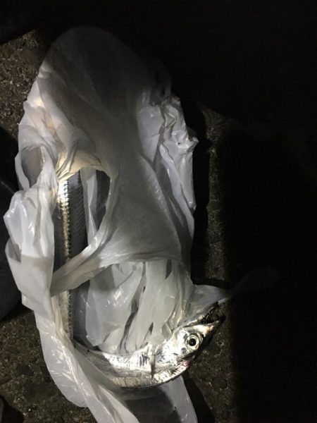 太刀魚がジブい