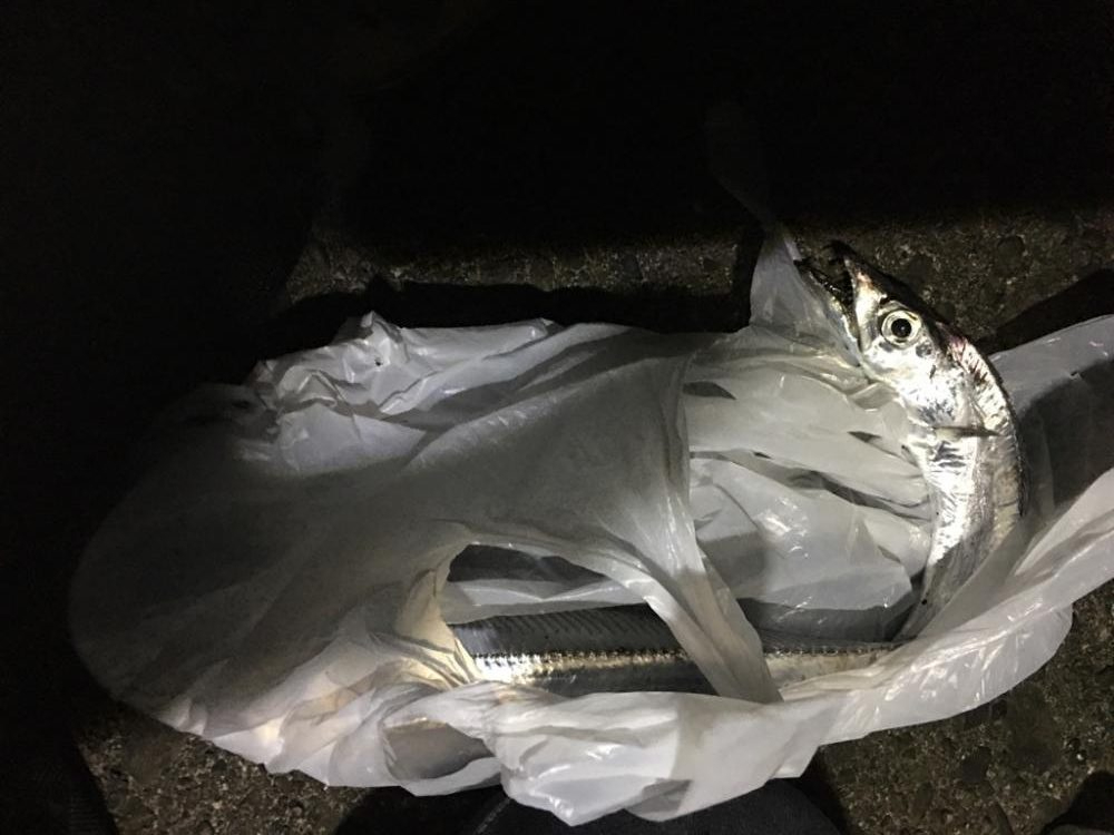 太刀魚がジブい