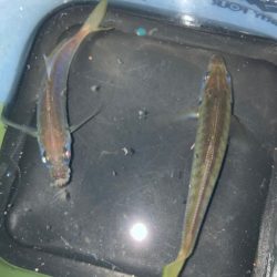 近場でアジング