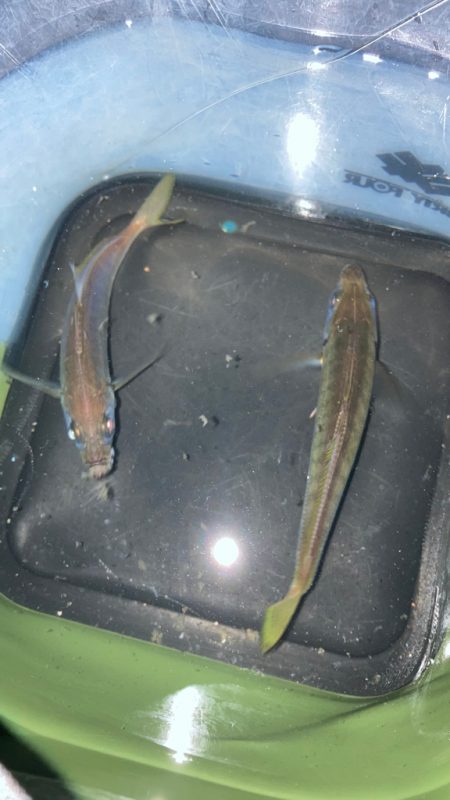 近場でアジング