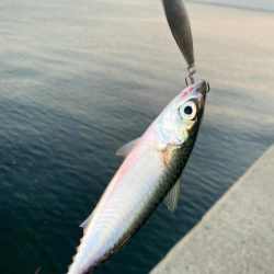 魚釣り園人多すぎ