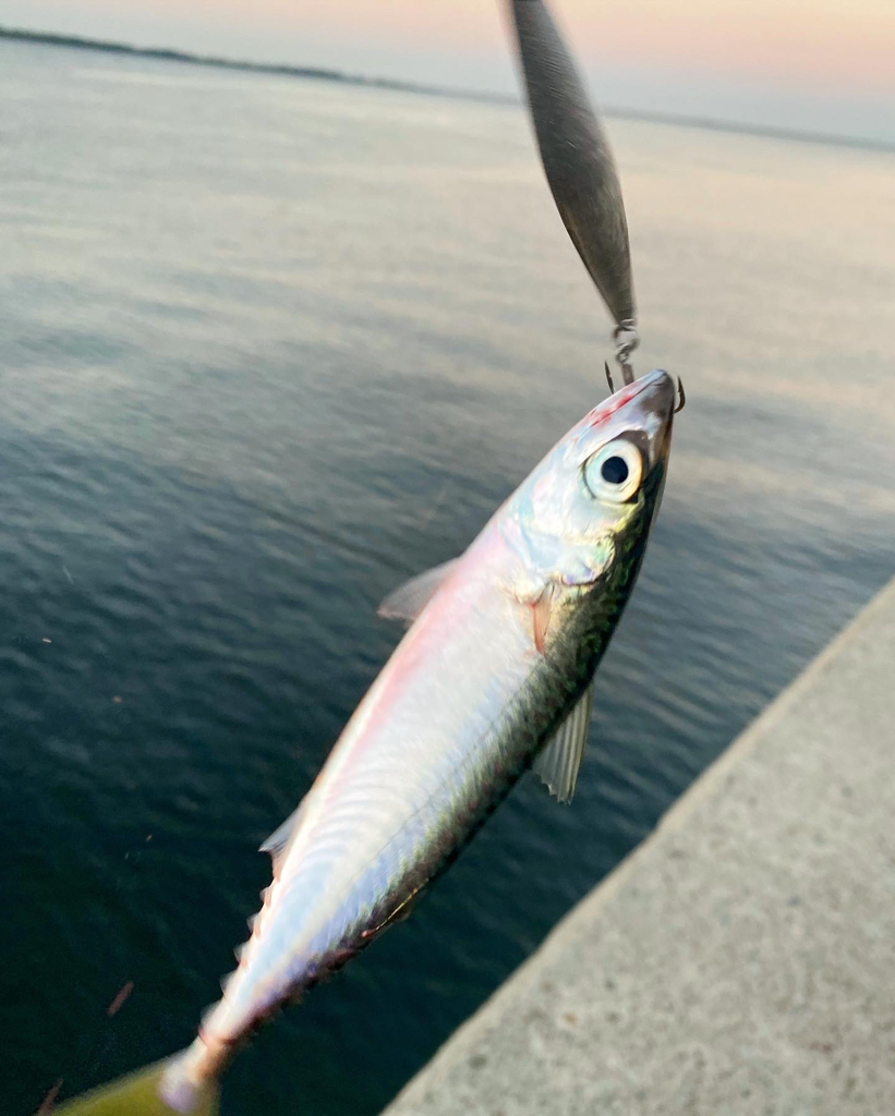 魚釣り園人多すぎ