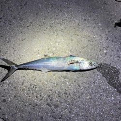 親友カップルと釣り