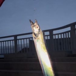 タチウオどこ行った？