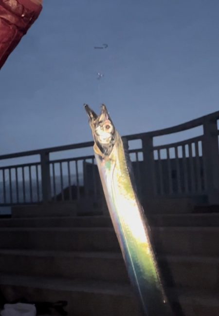 タチウオどこ行った？