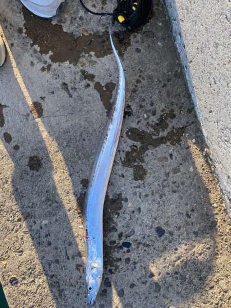 ショアプラでタッチー