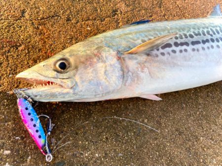 岸和田一文字に青物帰ってきてますにゃ！