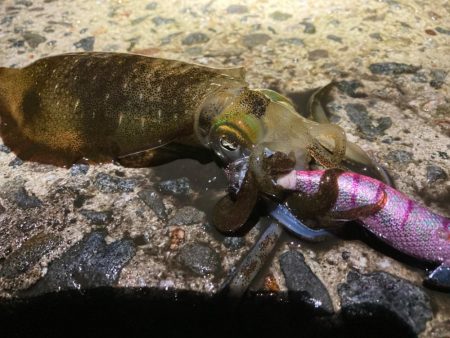 エギング開幕戦