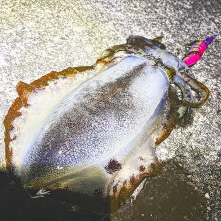 　【熊本県天草エリアエギング】