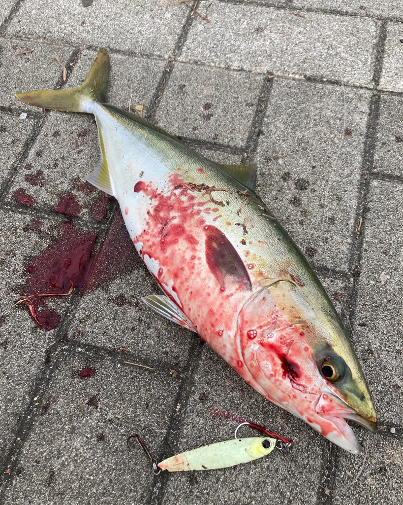 激混み水潮ん中。ギリハマチ43cm。。