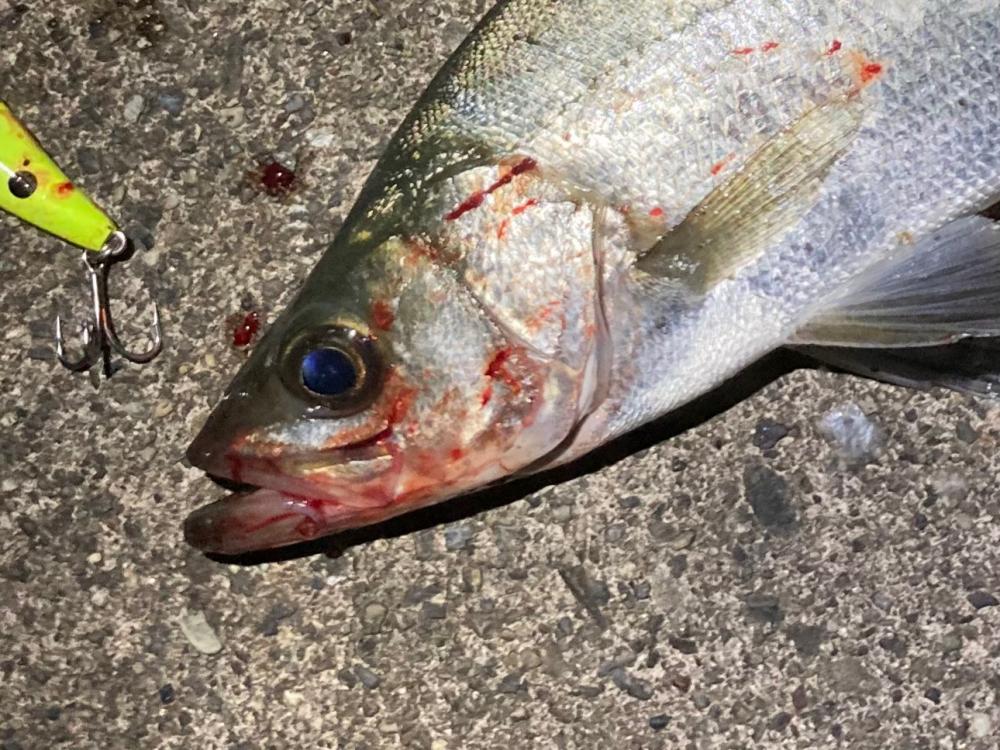 シーバスフィッシング