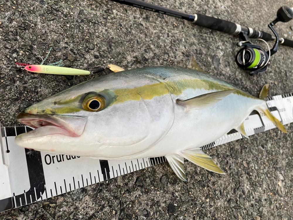 ジグパラ炸裂〜