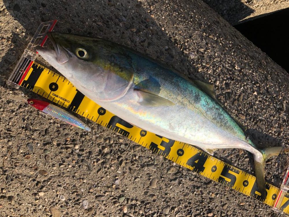 4連続ボウズからの青物