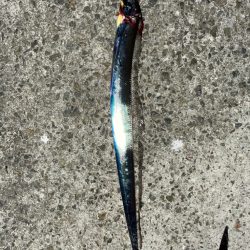 太刀魚釣り