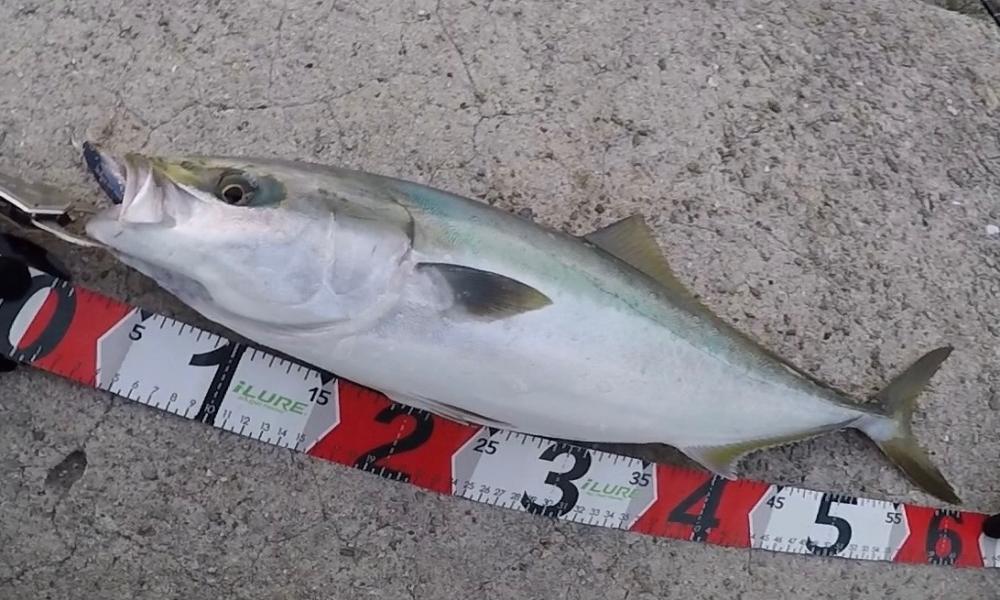 メジロ！2022ライトゲーム第35戦