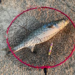 入魂はボラのスレがかり