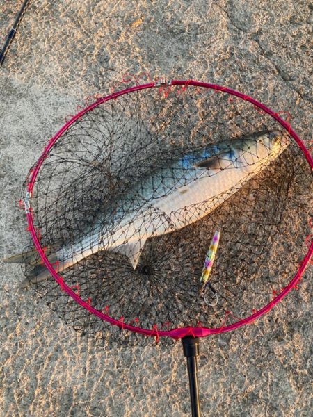 入魂はボラのスレがかり