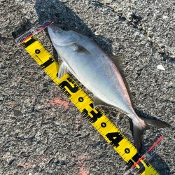 イワシ飲ませでシオ