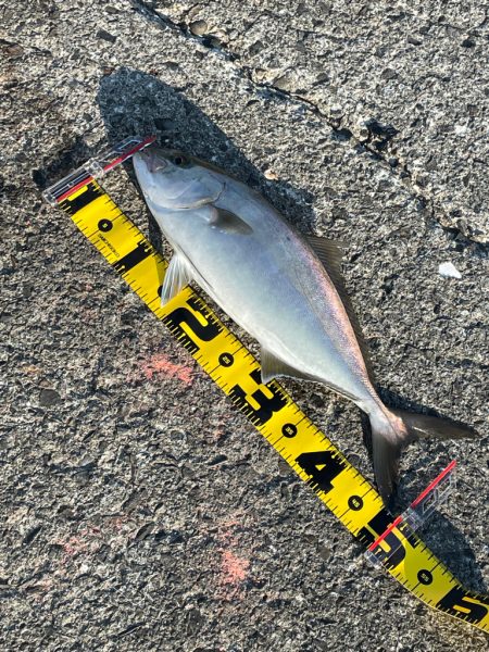 イワシ飲ませでシオ