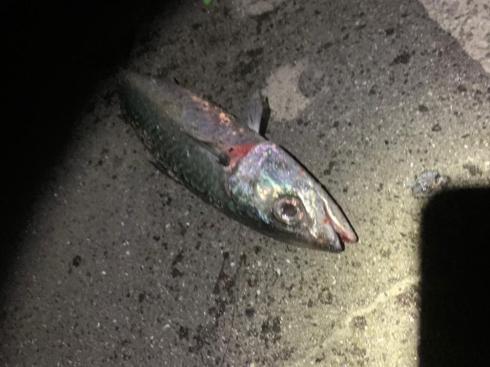 大サバ