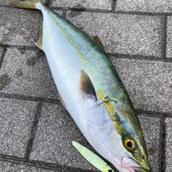 青物祭りな後。ギリハマチ45センチ。。。