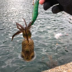 【丹後〜伊根】アオリイカ捜索