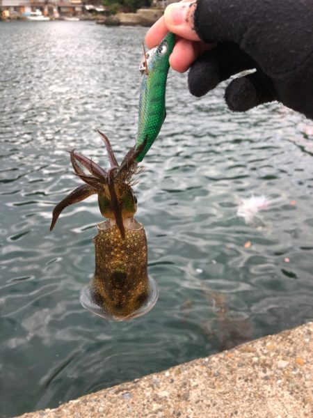 【丹後〜伊根】アオリイカ捜索