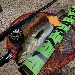 ヘチってきました