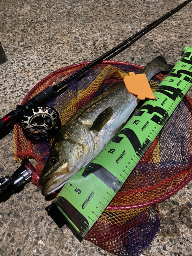 ヘチってきました