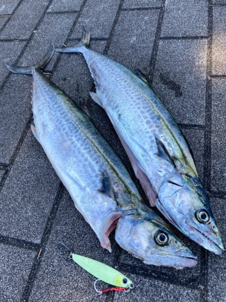 鰤族置き去りに。光速ジャーク青牙2本。。