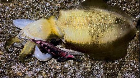 このカラーが強すぎる