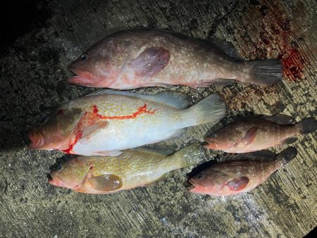 大型アコウ狙い