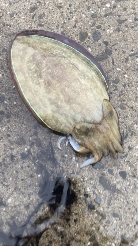 雨の日に釣れた