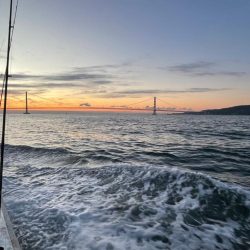 明石海峡　イカで青物ノマセ