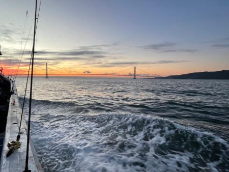 明石海峡　イカで青物ノマセ