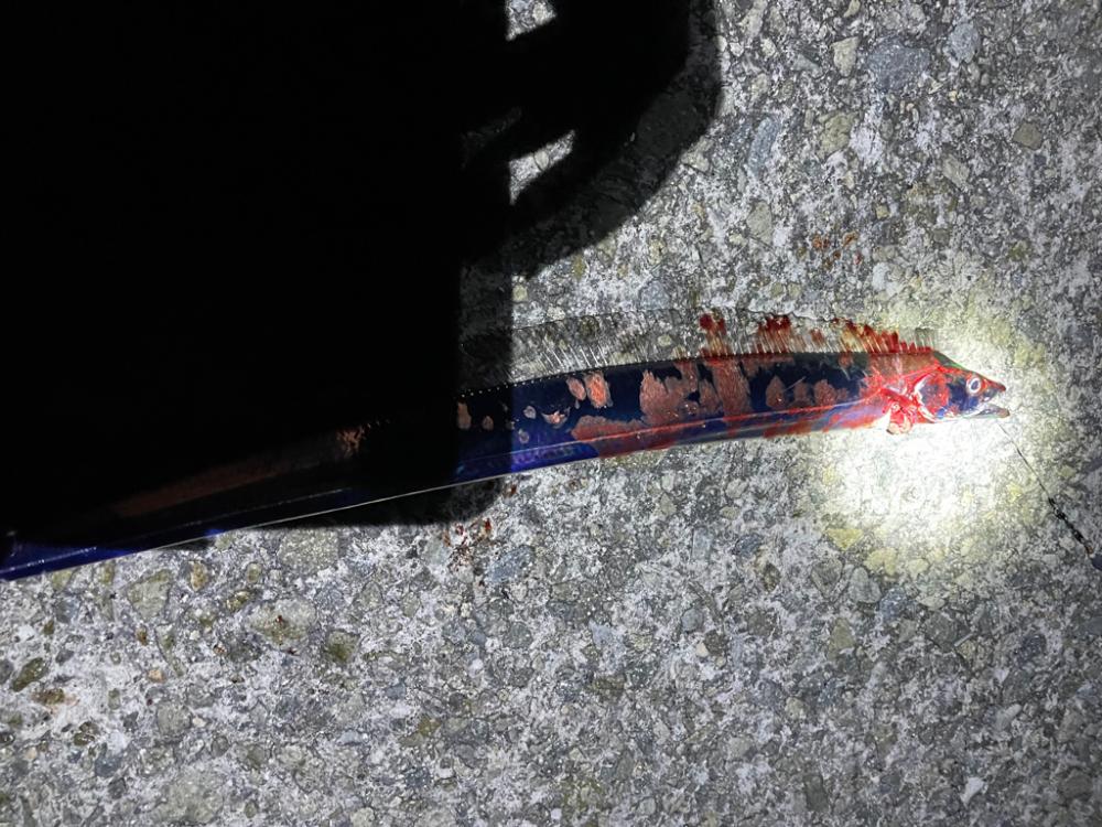 太刀魚釣りは楽しい。