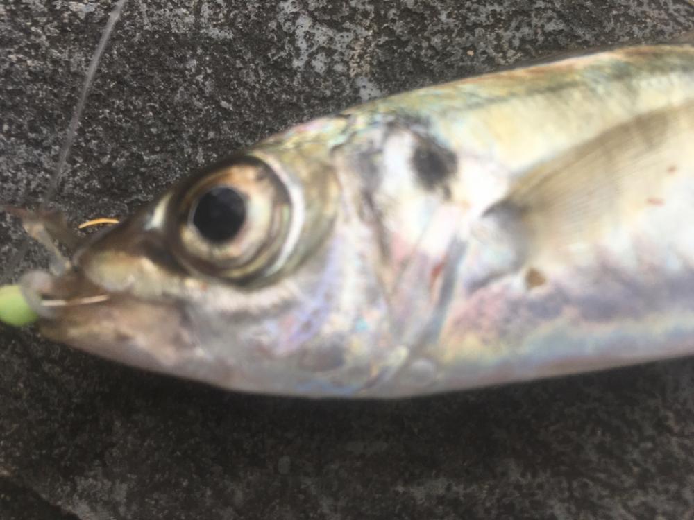 寒さに耐えてアジ