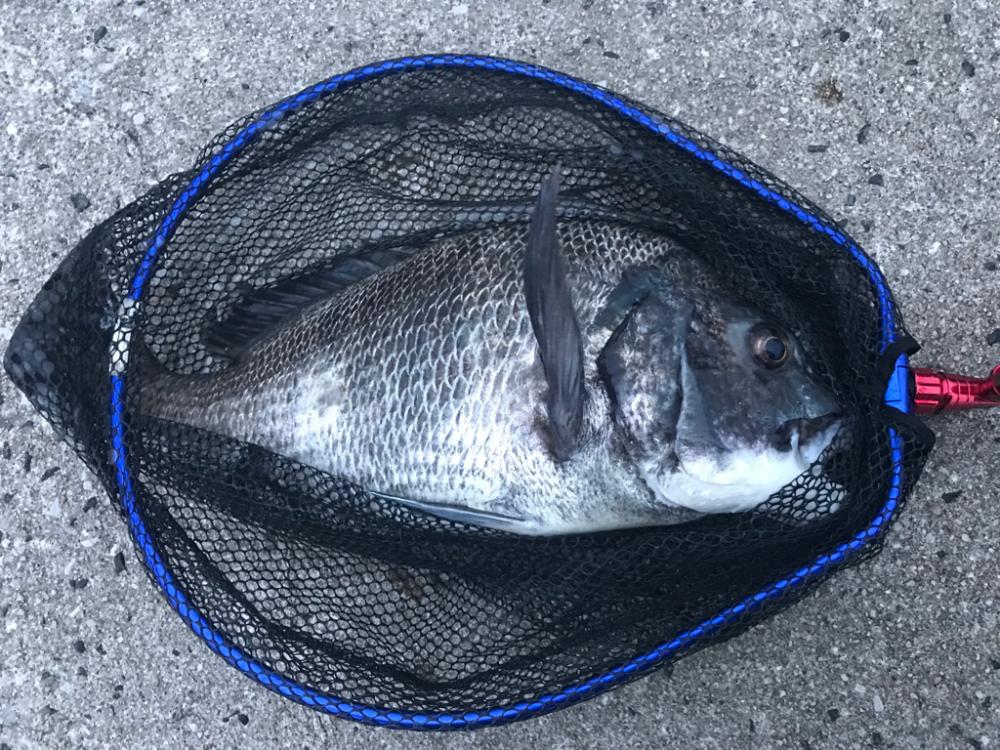 アジングでまさかの…