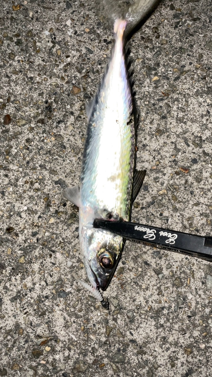 オンスタックルのモニター