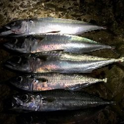 アジングでサバ