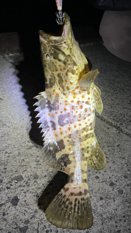 エギで、お魚釣れたよー!!