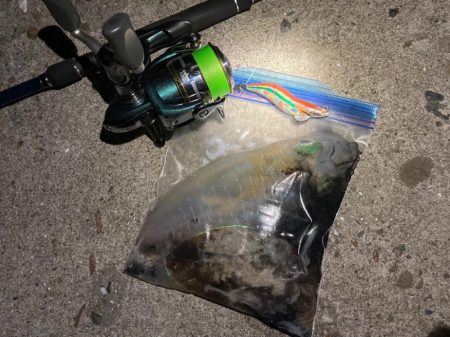 明石でエギング