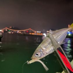 関門アジング10.17