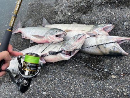 アキアジ調査！