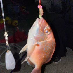 初めてのハナダイ