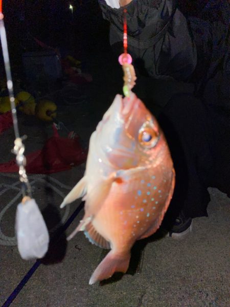 初めてのハナダイ